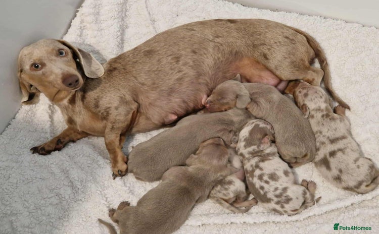 Dachshund dogs - Advert 2