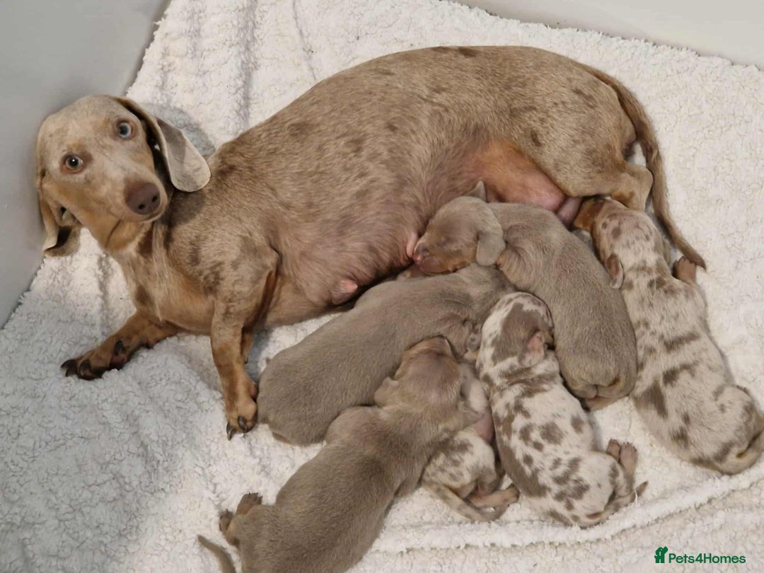 Dachshund dogs for sale:    🌈 Stunning Dachshund puppies 🌈  - Image 1
