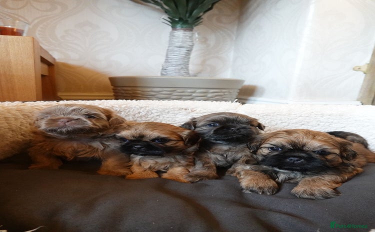 Shih Tzu dogs Adorable KC registered Shih Tzu pups - Advert 1