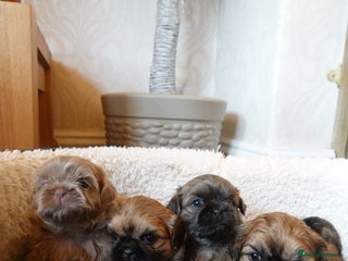 Shih Tzu dogs Adorable KC registered Shih Tzu pups - Advert 7