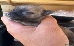 Chihuahua dogs for sale: Lovely blue fawn boy - Image 14