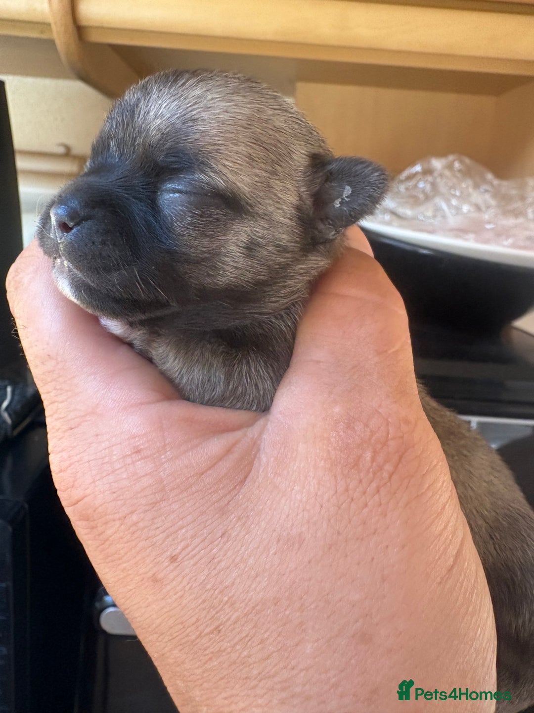 Chihuahua dogs for sale: Lovely blue fawn boy - Image 14