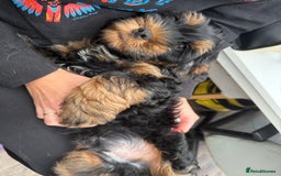 Cockapoo dogs for sale: Cockerpoo puppies LAST 1 (3) girls and (3) boys - Advert 12