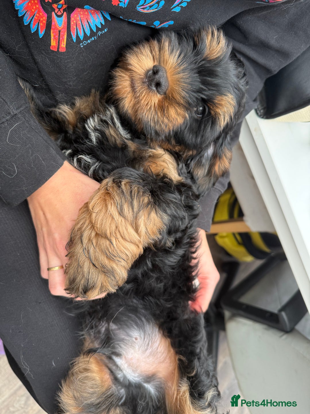 Cockapoo dogs for sale: Cockerpoo puppies LAST 1 (3) girls and (3) boys - Advert 12