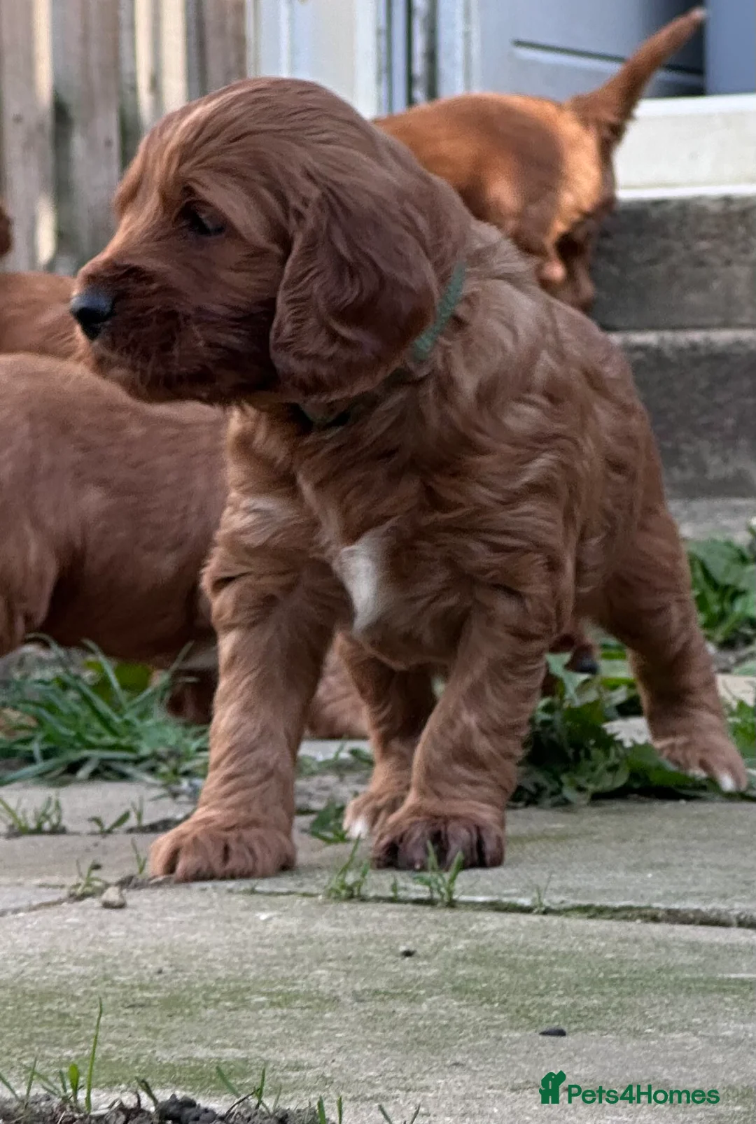 Irish Doodle dogs for sale: F1 miniature Irish doodles - Advert 2