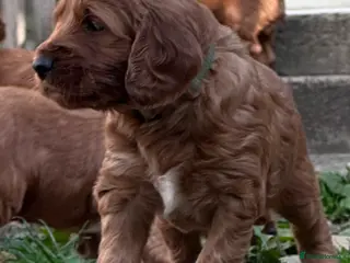 Irish Doodle dogs F1 miniature Irish doodles - Advert 4