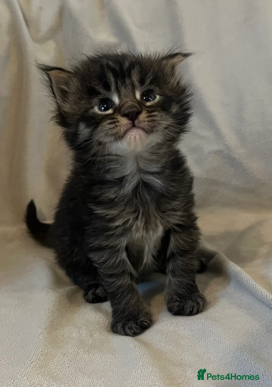 Maine Coon cats for sale: Beautiful and healthy litter of Maine coon kittens - Advert 5