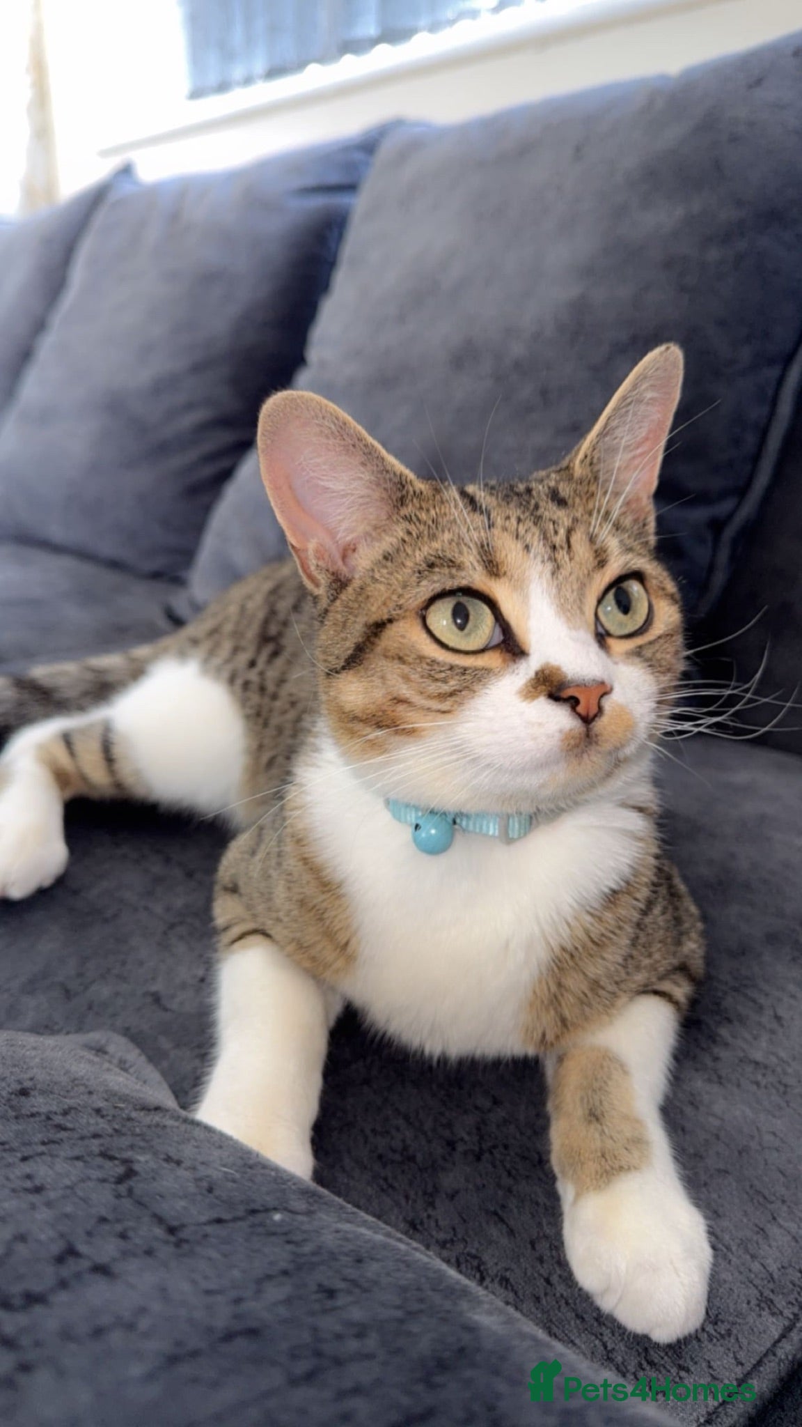 Domestic Shorthair cats  domestic shorthair brown tabby&white male cat  - Advert 1