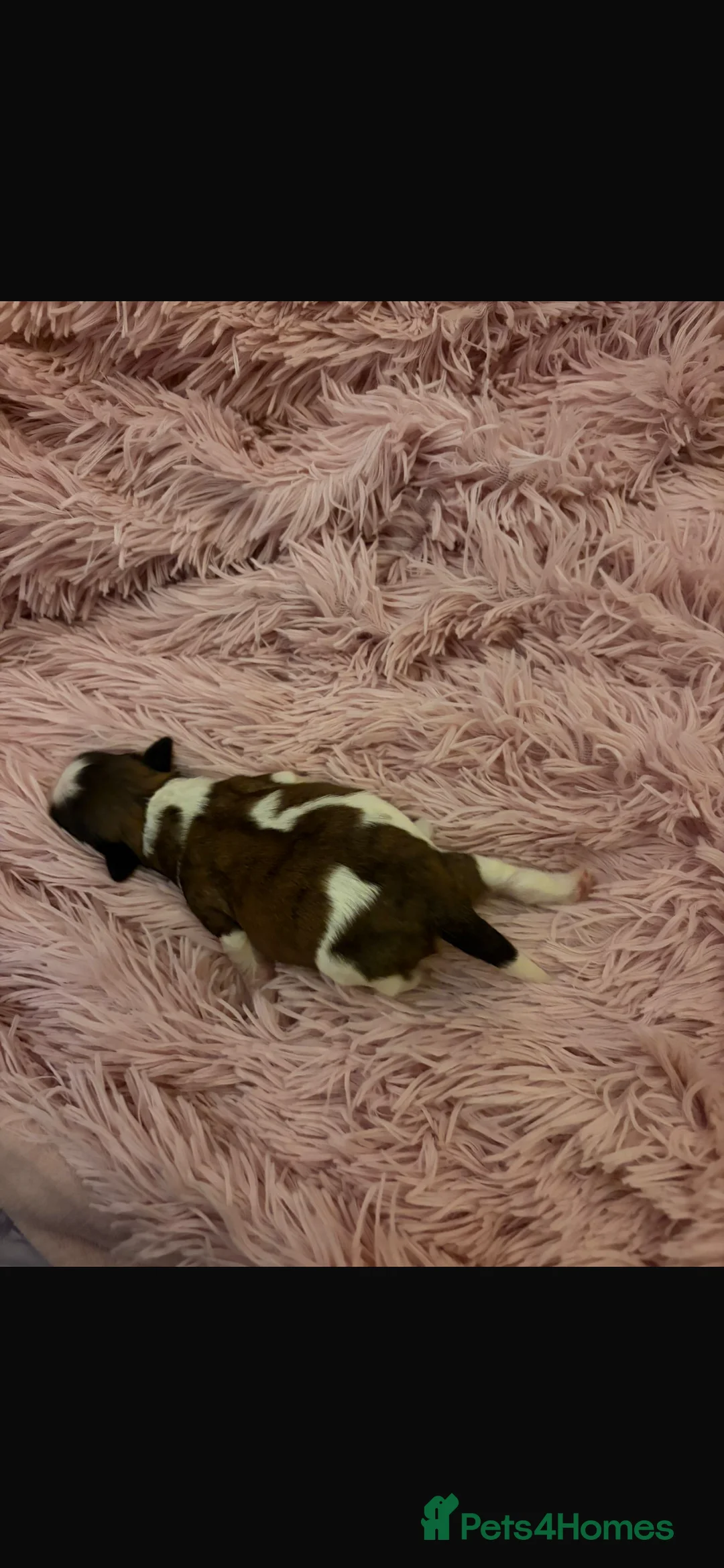 Shih Tzu dogs for sale: Shih Tzu puppies - Advert 12