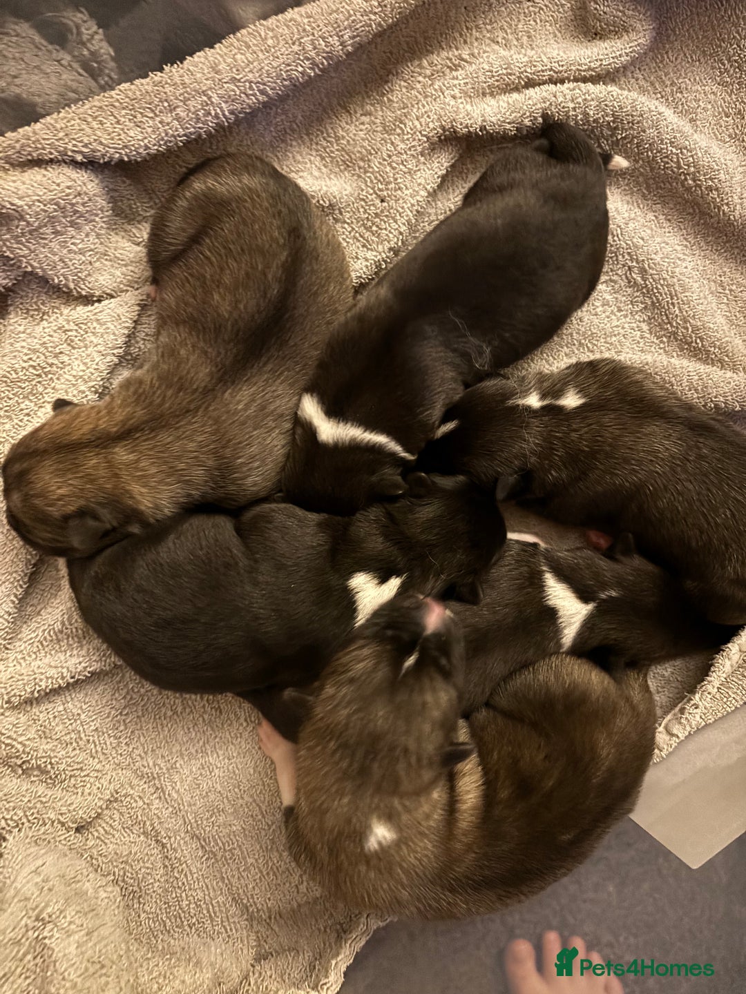 Akita dogs for sale: American Akita puppies - Advert 11