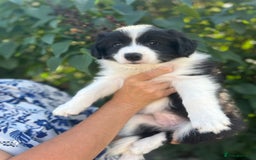 Border Collie dogs for sale: Exceptional KC reg Border collie puppies - Image 3