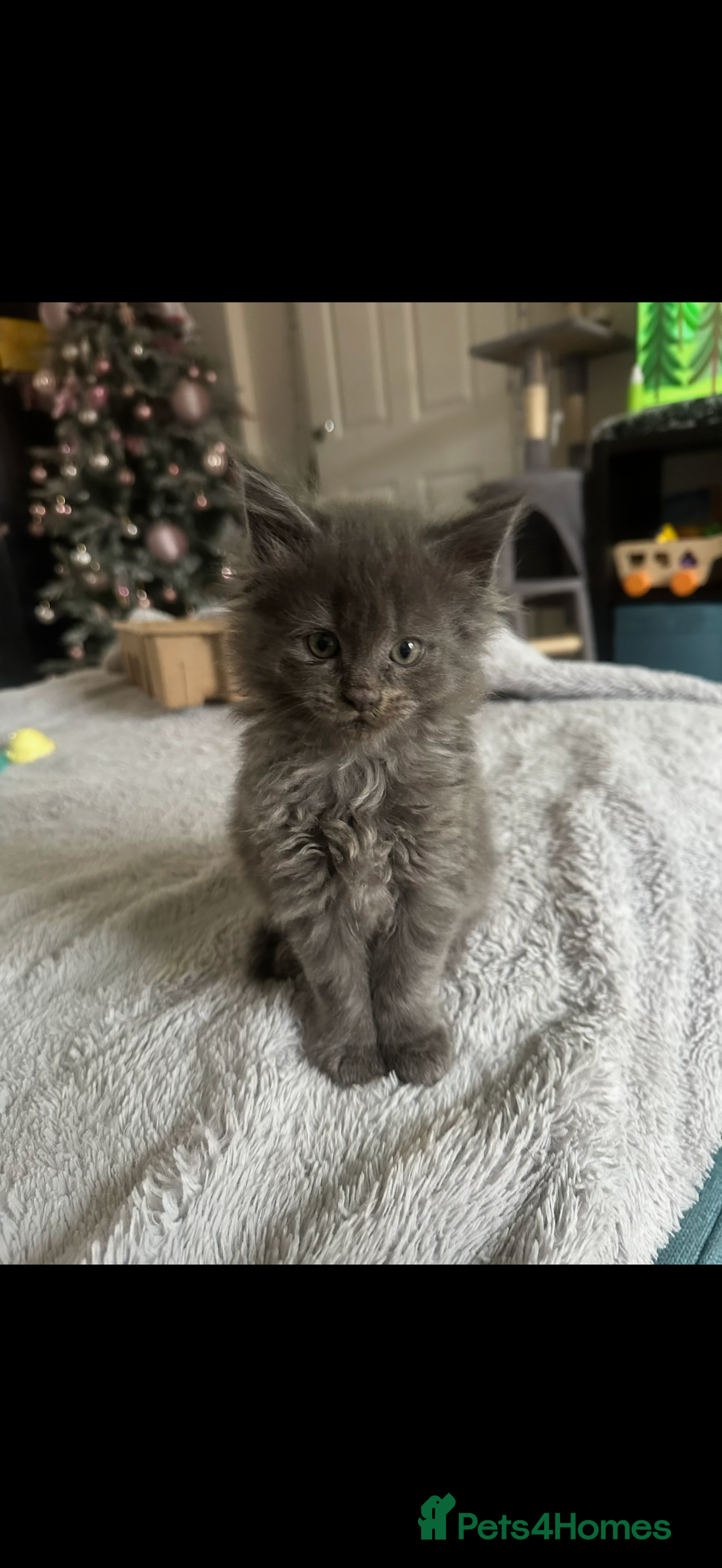 Maine Coon cats Maine coon kittens full breed xl dad blue/smoked  - Advert 5