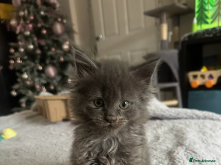 Maine Coon cats Maine coon kittens full breed xl dad blue/smoked - Advert 9