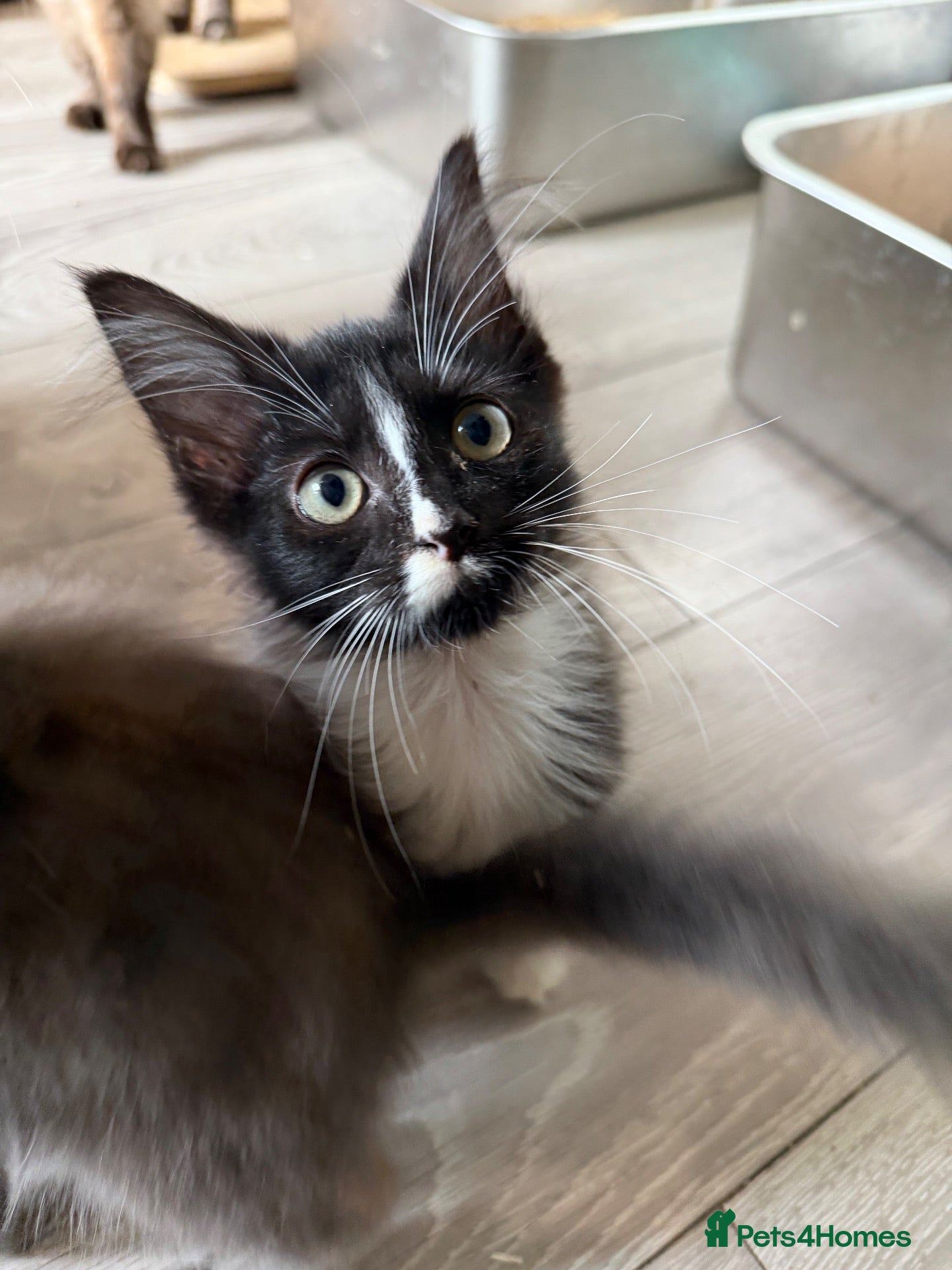 Maine Coon cats Maincoon Kitten last boy  - Advert 1