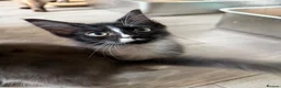 Maine Coon cats for sale: Maincoon Kitten last boy  - Advert 1