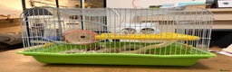 Hamster rodents for sale: Female Siberian hamster  - Advert 2