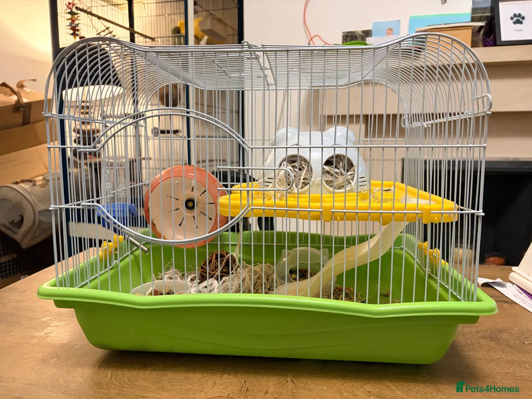 Hamster rodents for sale: Female Siberian hamster  - Advert 2