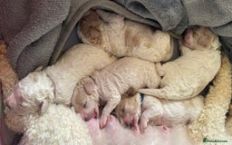 Cavapoochon dogs for sale: Cavapoochon! Our December Reindeer Litter!  - Image 16