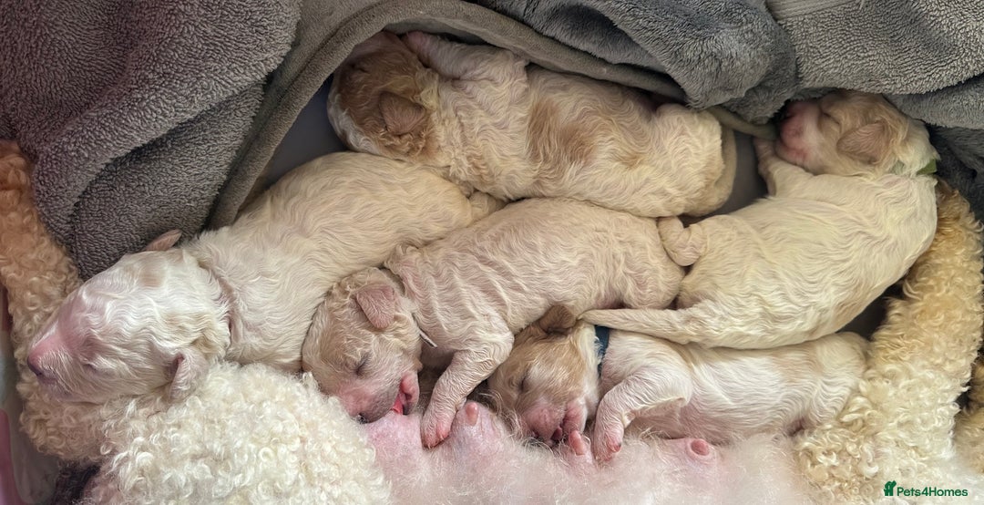 Cavapoochon dogs for sale: Cavapoochon! Our December Reindeer Litter!  - Image 16