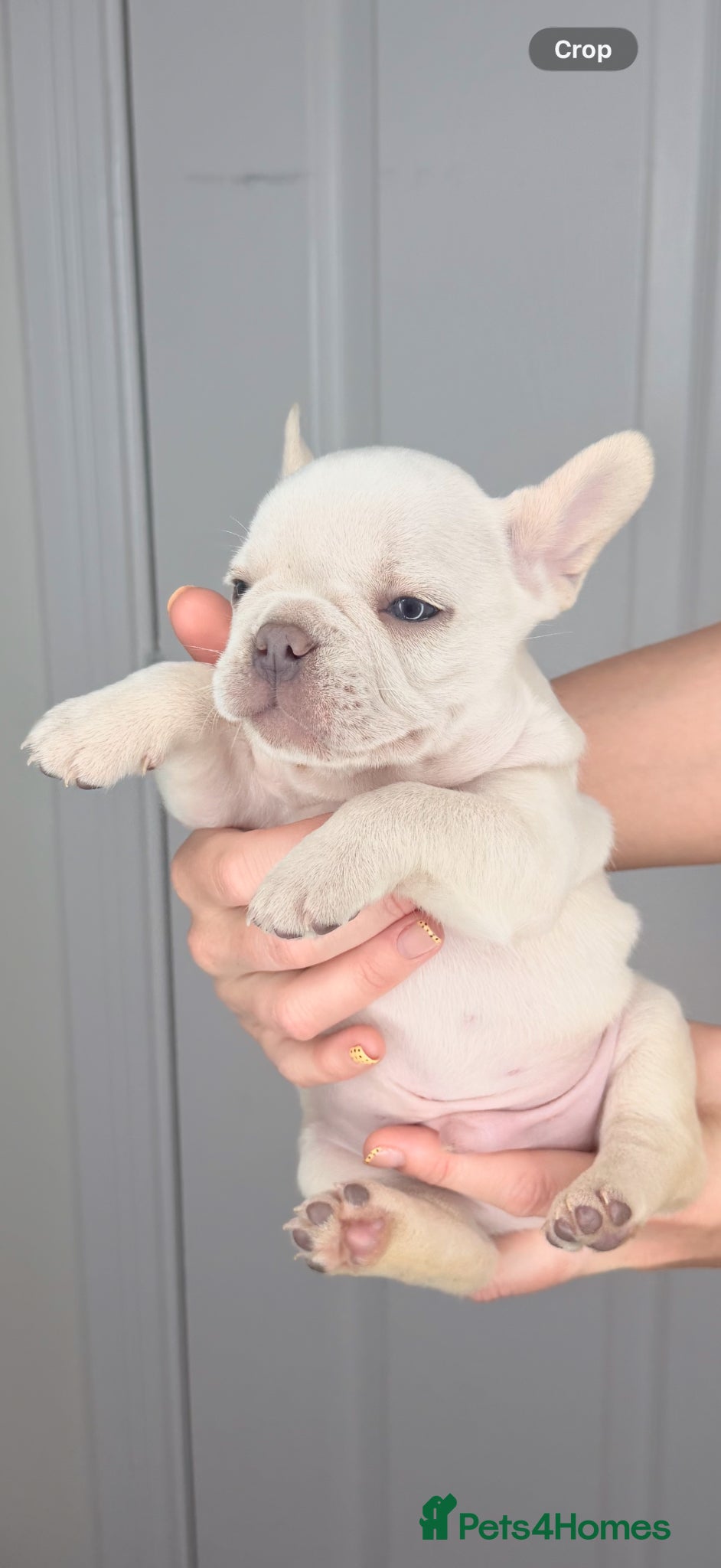French Bulldog dogs  French bulldog puppies kc registered  - Advert 18