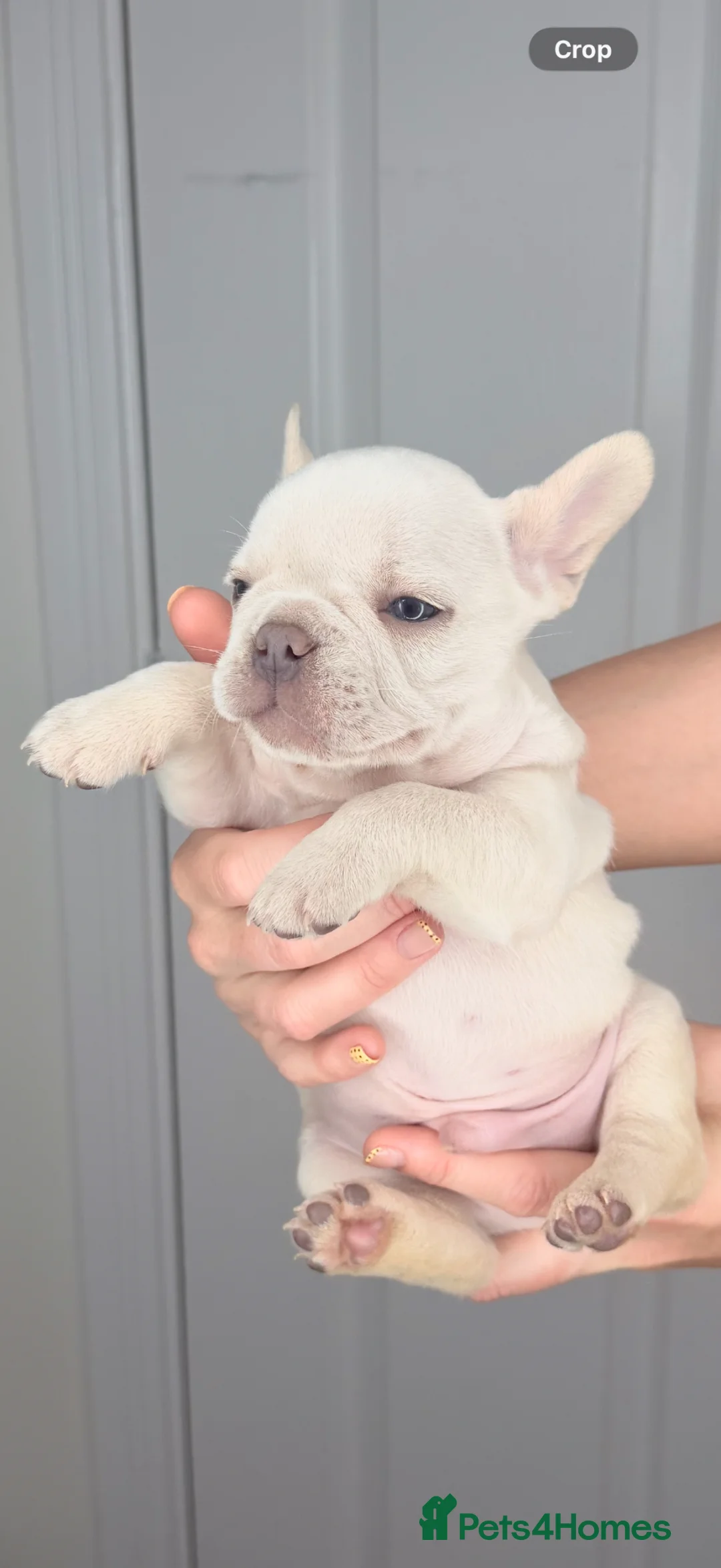 French Bulldog dogs for sale:  French bulldog puppies kc registered  - Advert 1