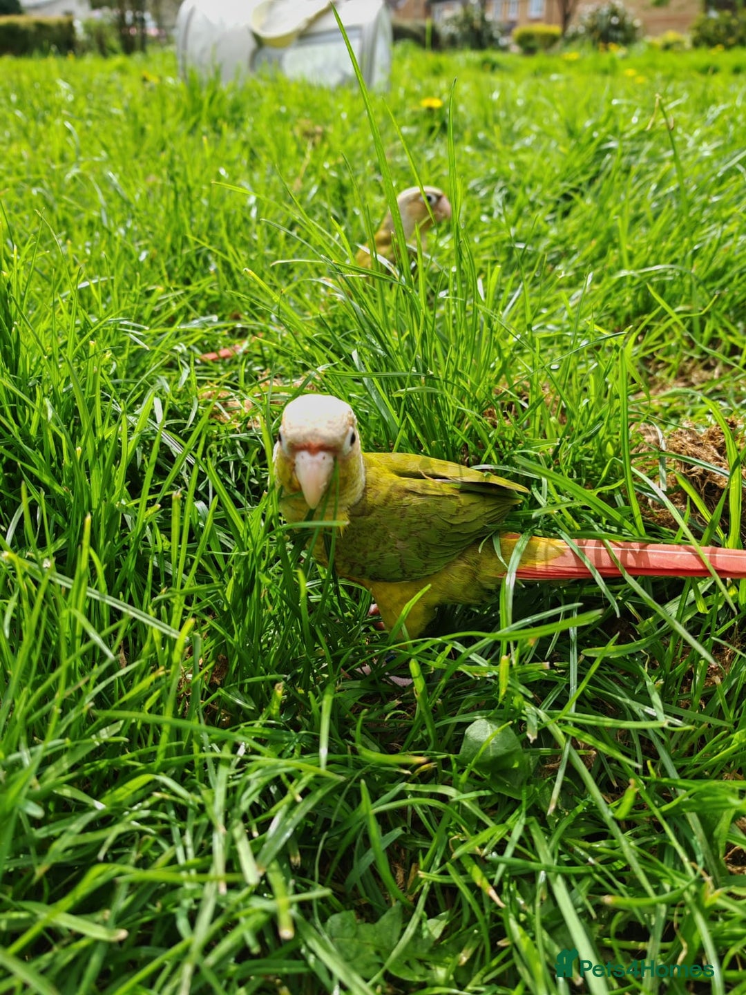 Conures birds for sale: 2 pineapple conures  - Advert 8