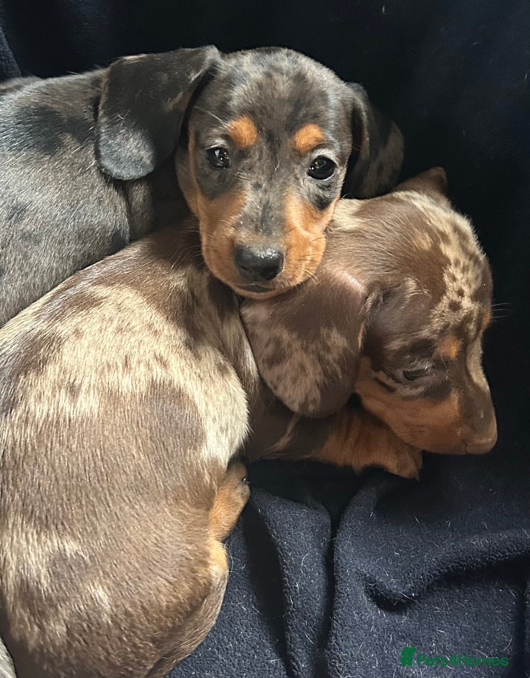 Miniature Dachshund dogs for sale: Stunning Miniature Smooth Dachshunds - Image 9