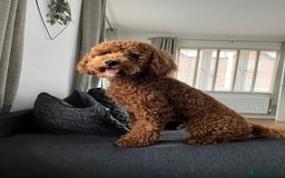 Cavapoo dogs for sale: 11 month old Cavapoo boy - Image 4