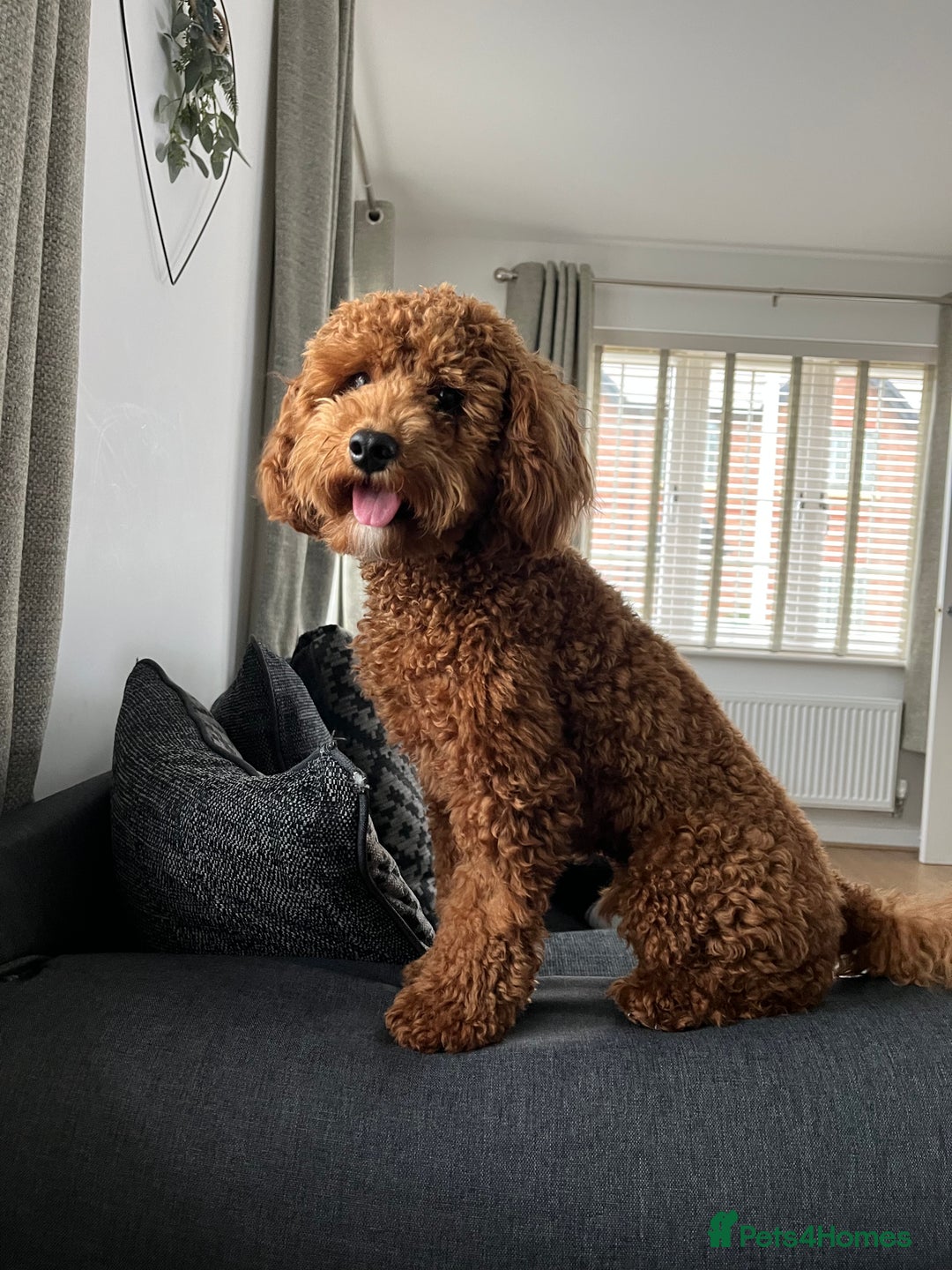Cavapoo dogs for sale: 11 month old Cavapoo boy - Image 4