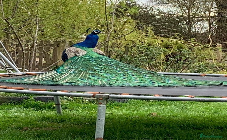Peafowl poultry - Advert 1