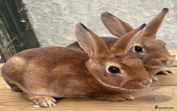 Mixed Breed rabbits for sale: Two male rabbits  - Advert 2