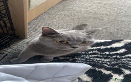 British Shorthair cats for sale: British shorthair kittens  - Image 1