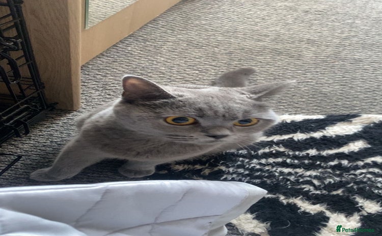 British Shorthair cats for sale - Advert 2
