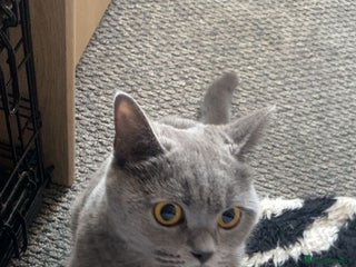 British Shorthair cats - Advert 34