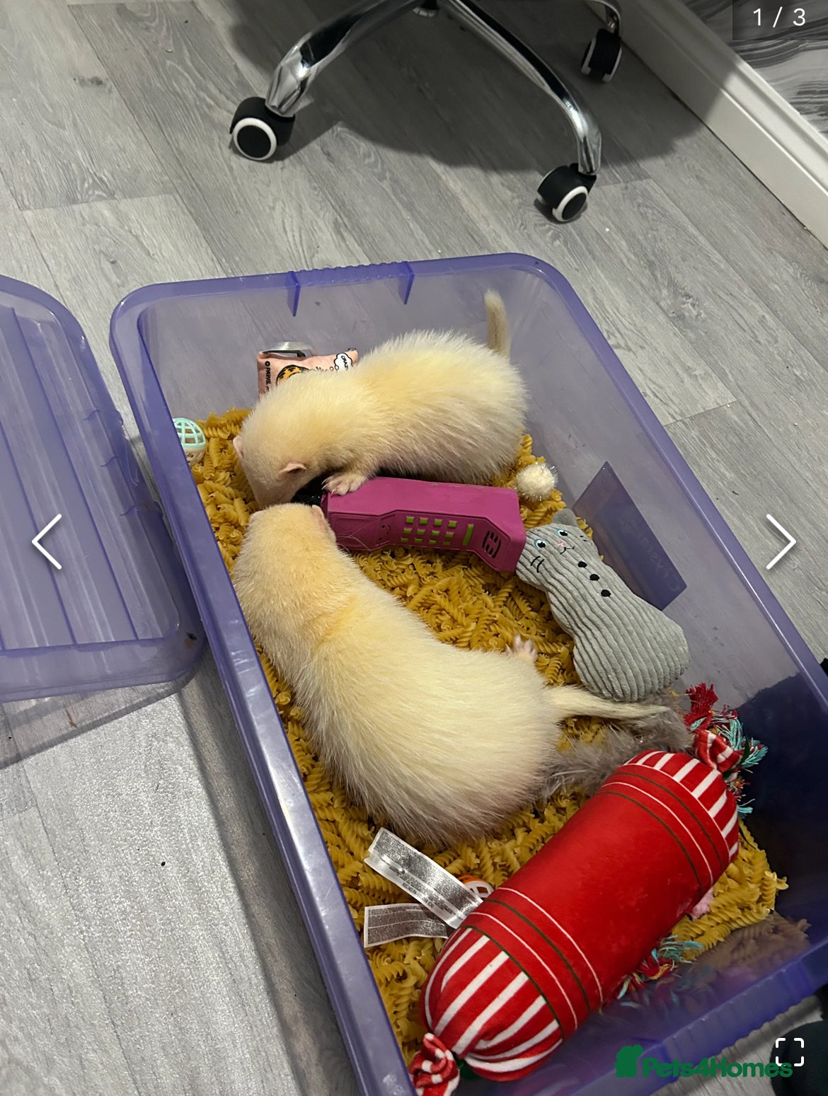 Ferret rodents two male ferrets for sale  - Advert 17