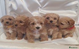 Maltipoo dogs for sale: F1 toy multipoo puppies - Image 15