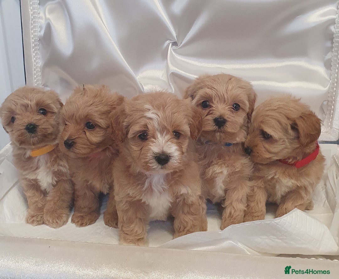 Maltipoo dogs for sale: F1 toy multipoo puppies - Image 15