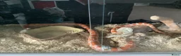 Corn Snake reptiles for sale: Female corn snake  in Milton Keynes - Advert 2