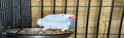 Ringnecks birds for sale: Adult female ringneck - Advert 2