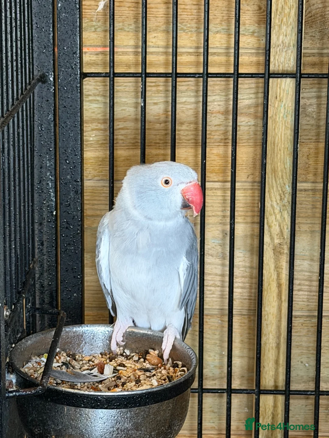 Ringnecks birds for sale: Adult female ringneck - Advert 2