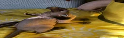 Sphynx cats for sale: Sphynx kittens - Advert 5