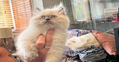 Persian cats - Advert 11