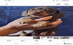 Miniature Dachshund dogs for sale: Miniature dachshunds 1 boy 3 girls - Advert 1