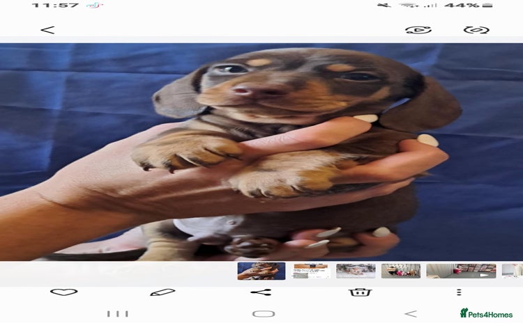 Miniature Dachshund dogs Miniature dachshunds 1 boy 3 girls - Advert 13