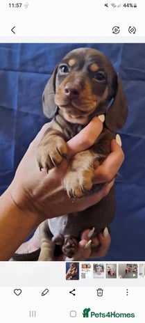 Miniature Dachshund dogs Miniature dachshunds 1 boy 3 girls - Advert 10