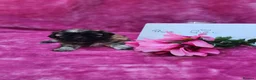 Malshi dogs for sale: Small Malshi puppies ( Maltese x Shihtzu) - Advert 12