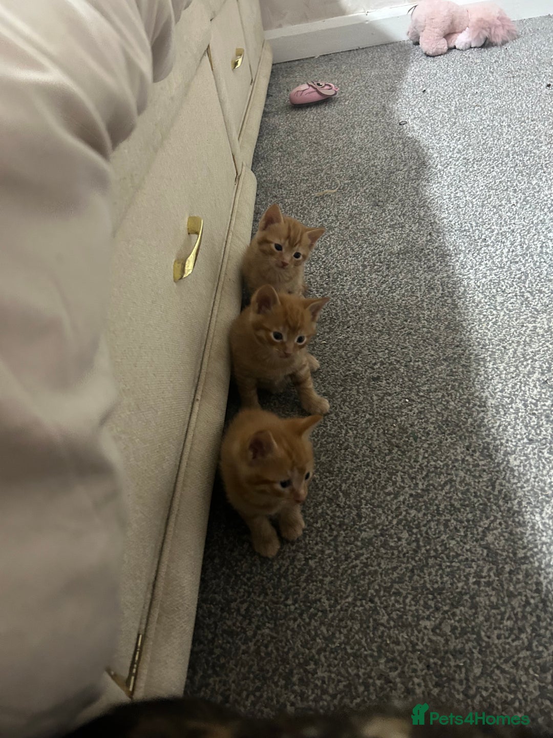Mixed Breed cats for sale: orange mixed breed kittens  - Advert 5