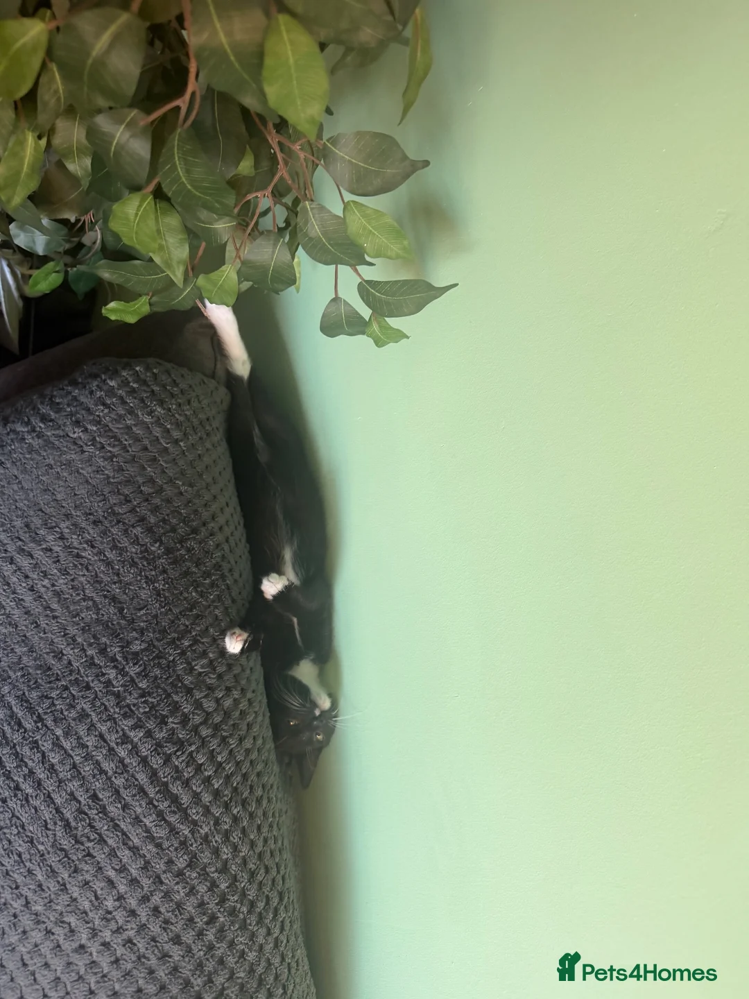 Mixed Breed cats for sale: Female kitten in Grantham - Advert 10