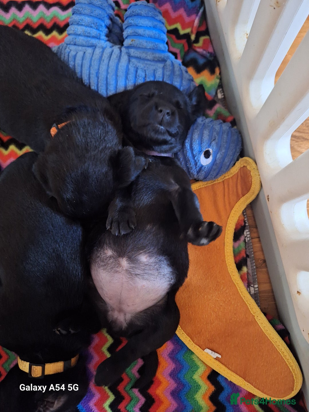 Labrador Retriever dogs for sale: Pedigree Black labrador pups  - Image 5