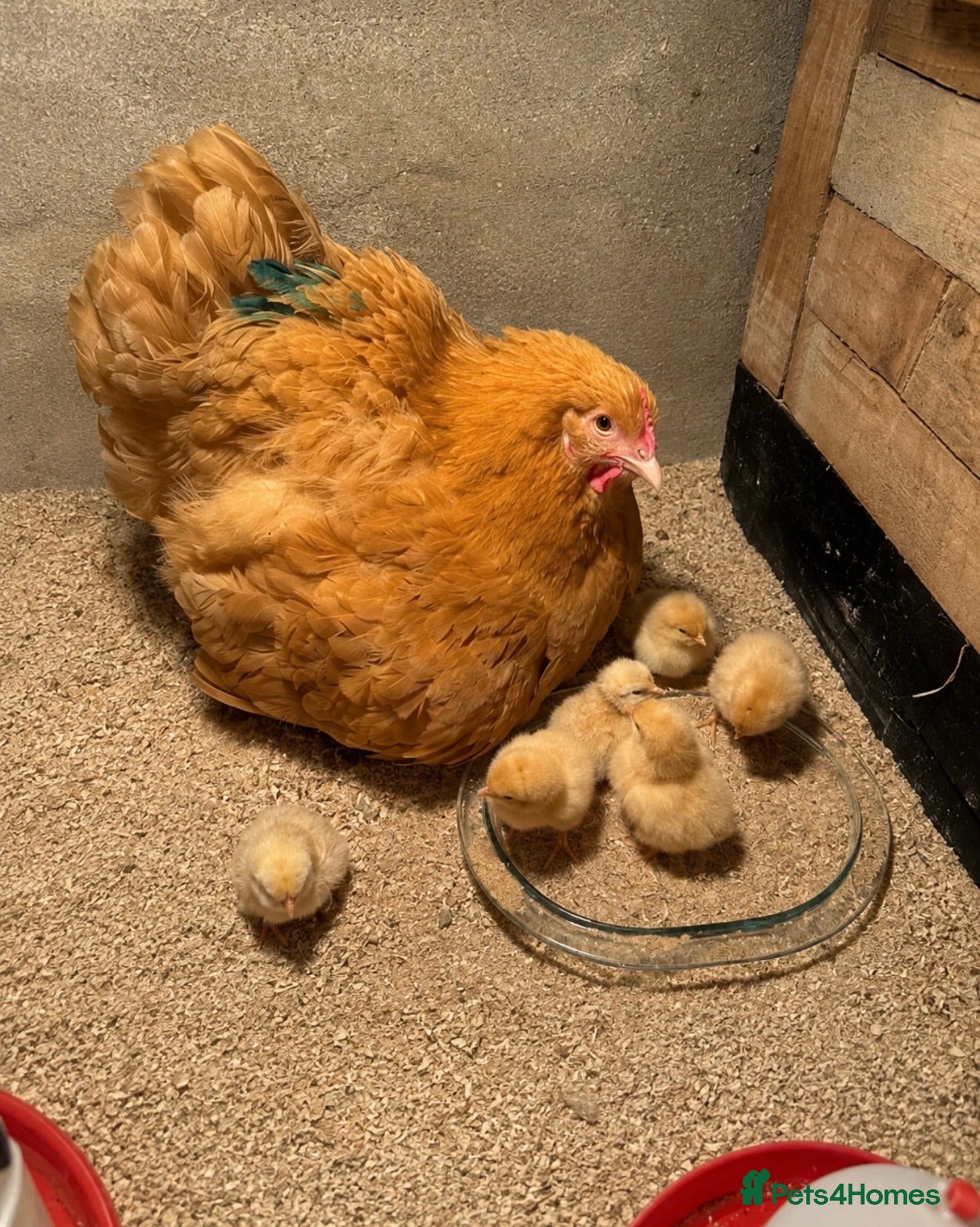 Chickens poultry Buff Orpington Chicks - Advert 2